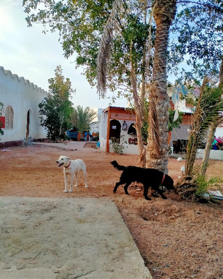 Nook Hostel Dahab Exterior foto